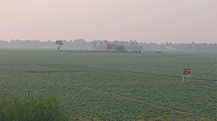 মুন্সীগঞ্জে আলু গাছের পরিচর্যায় ব্যস্ত সময় পার করছেন কৃষক